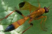 Ichneumon Wasp (Ctenochares bicolorus) (Ctenochares bicolorus)